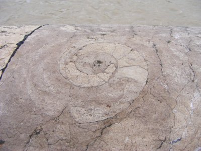 ammomite fossil in the city stonework