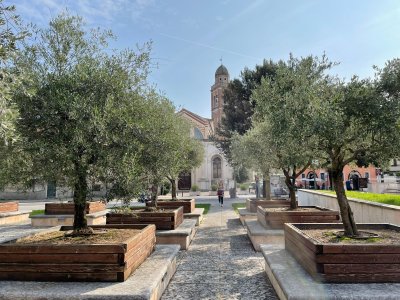 olive trees in Verona